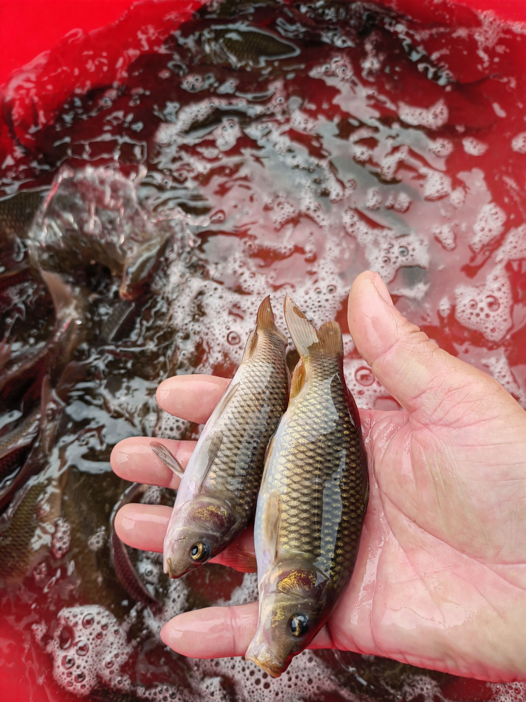 湖南耒阳，禾花鱼  ，乌鲤养殖中心