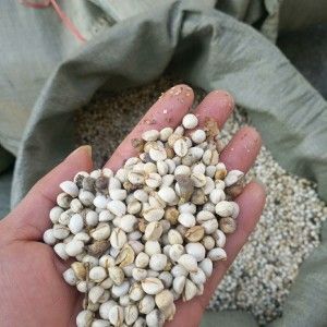 新沂市乌桕种子