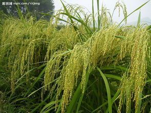 常规水稻种子  产量高、糯性强、大穗大粒的糯稻新品种——珍珠糯、长粒糯