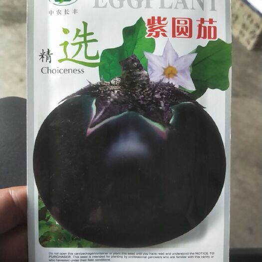 夏邑县紫圆茄