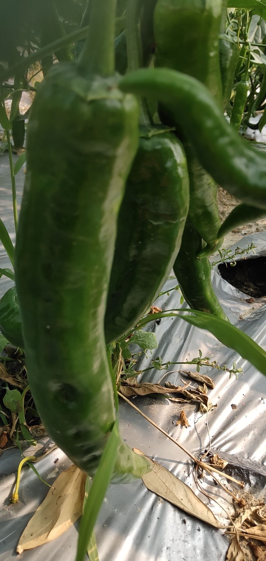 湘辣  皱皮青椒，8号软线椒