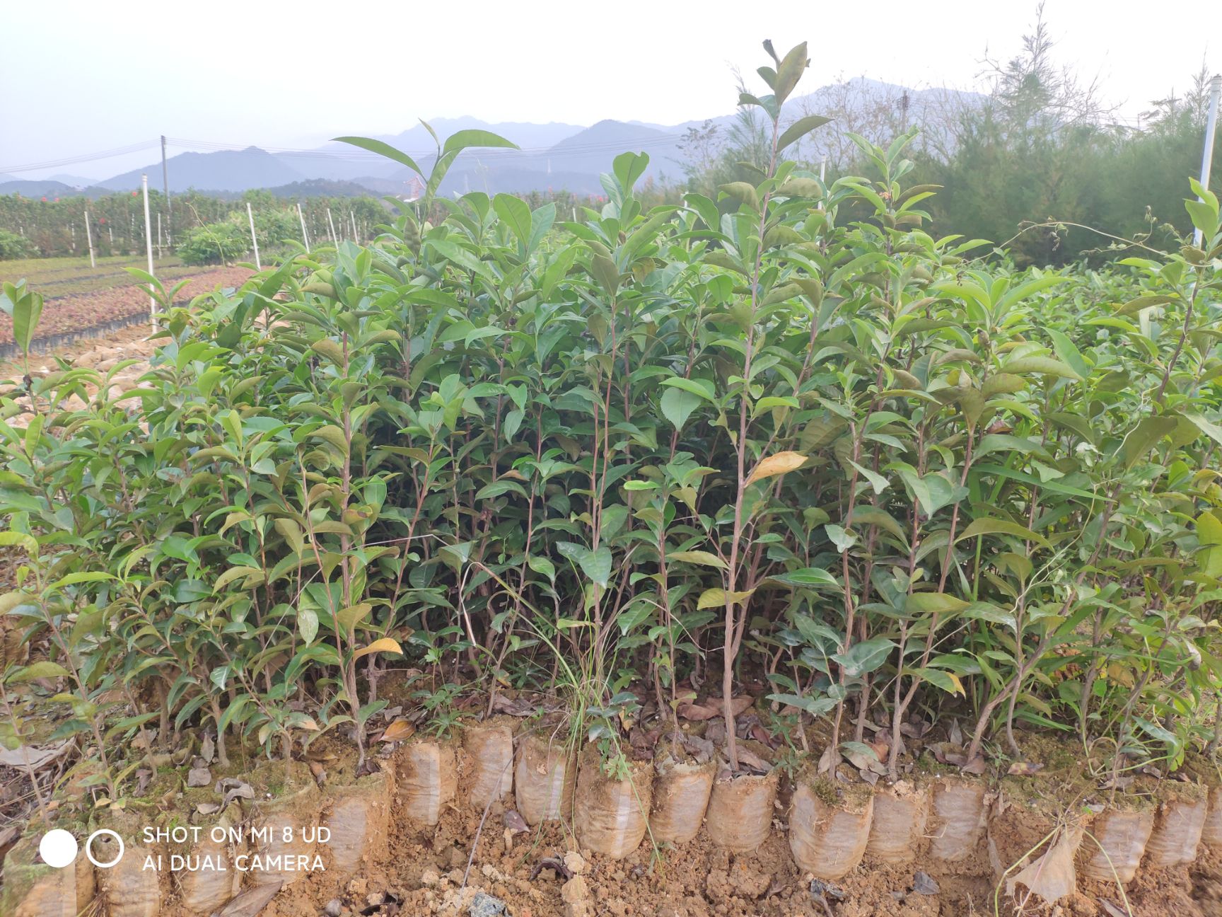 正宗仙人茶山籽茶客家山茶苗新品茶苗惠东仙人茶食