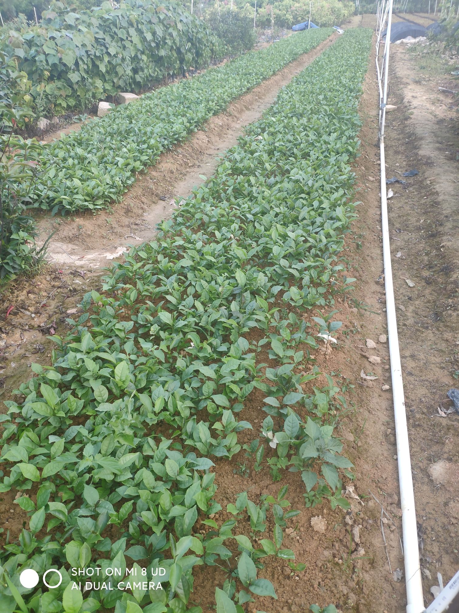 正宗仙人茶山籽茶客家山茶苗新品茶苗惠东仙人茶食