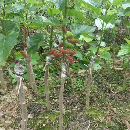 灵山县长果桑苗 果桑苗 基地直供