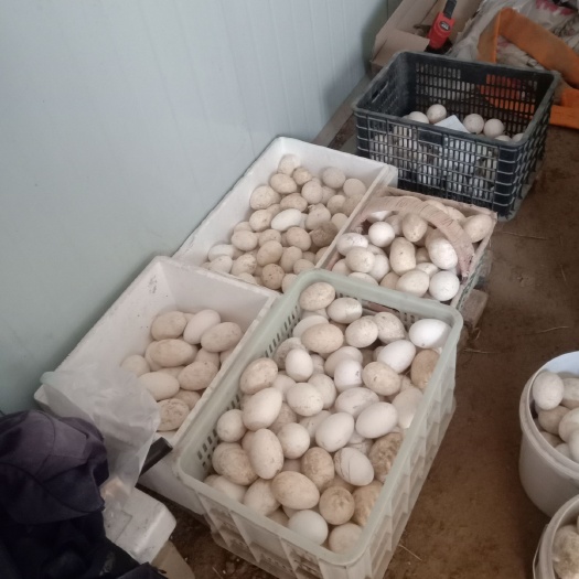 曹县 鹅种蛋120克到150克