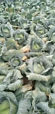 平包菜 湖北省荆门市沙洋县 2.0~2.5斤