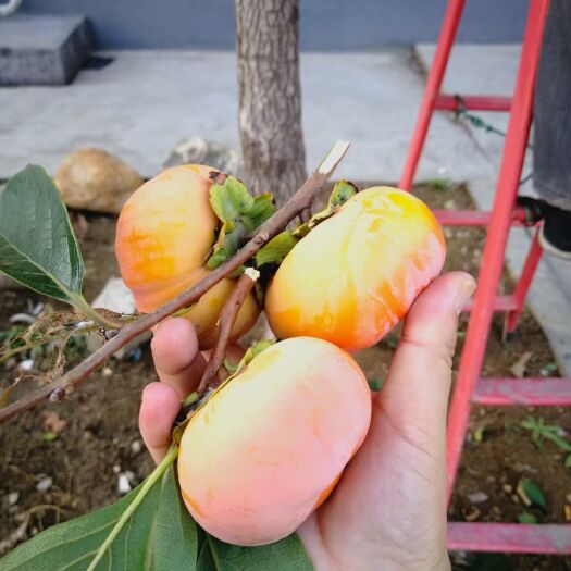 泰安阳丰甜柿苗 自己种植嫁接  品种纯度保证   现挖苗保成活率
