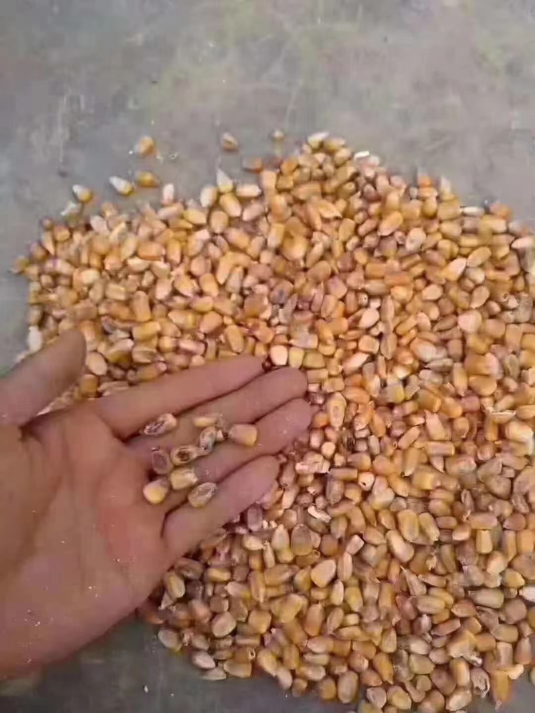 营养添加剂 【百霉净】最值得用的一款脱霉剂，中制作工艺，适用于各类禽畜