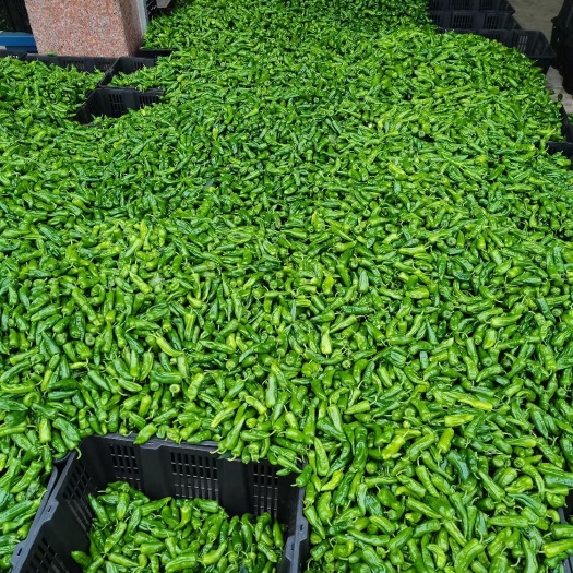 钦州辣椒 余干椒