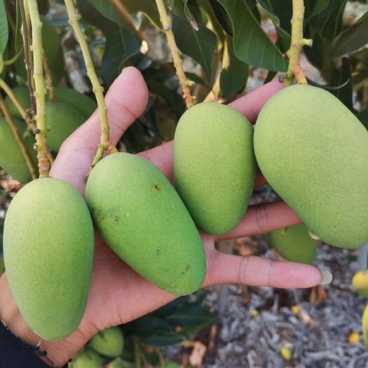 昌江县台农芒 水果芒果