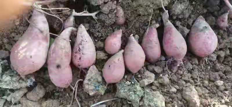 商薯 红薯紫薯产地供应加工薯三两起步，需要联系我，量大从优，