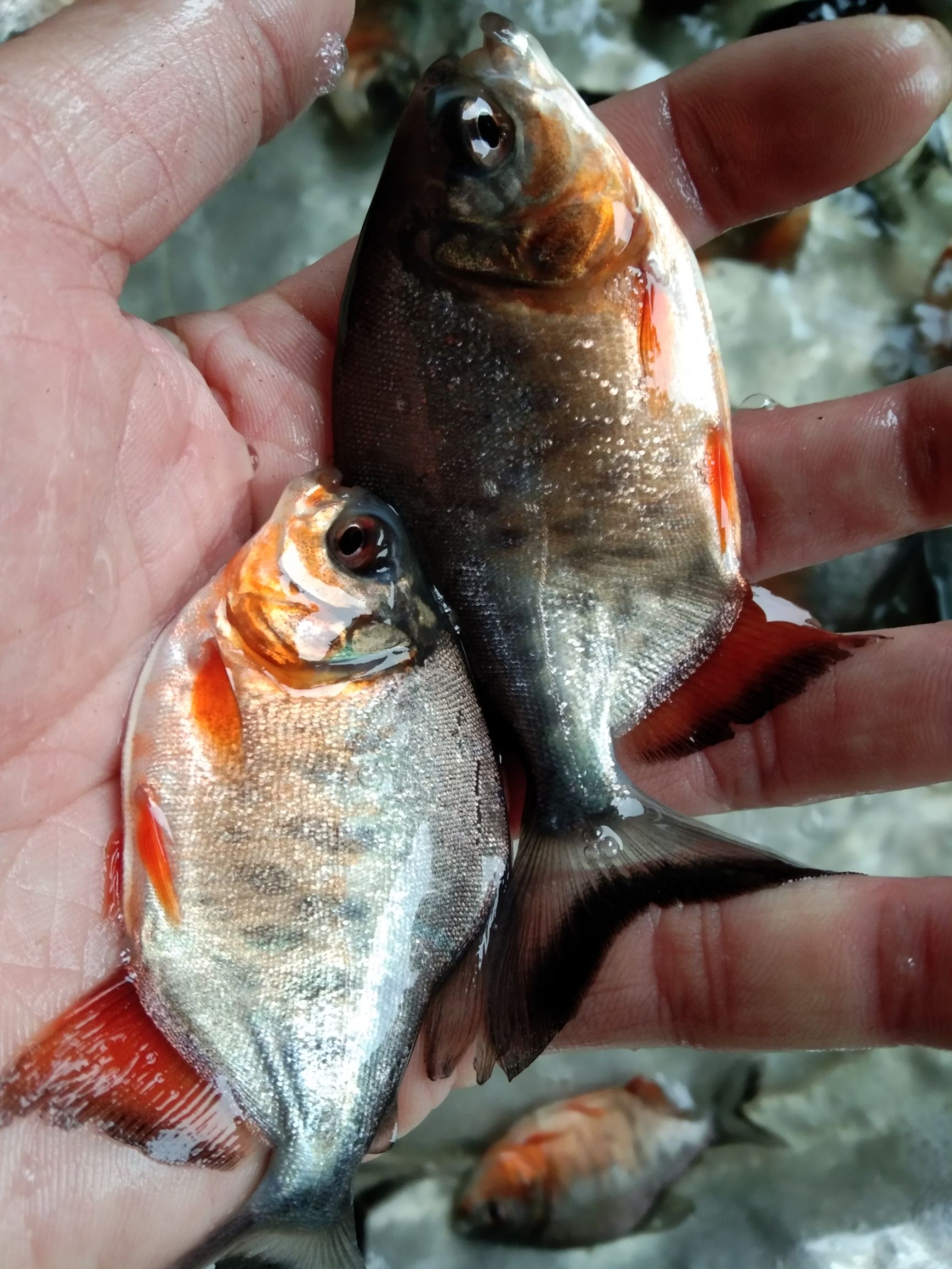 白鯧魚苗，魚場直供，量大從優(yōu)，技術(shù)指導(dǎo)，量大送貨上門。