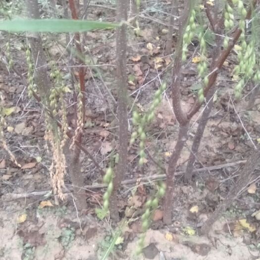 张家口大接杏树苗 嫁接苗 