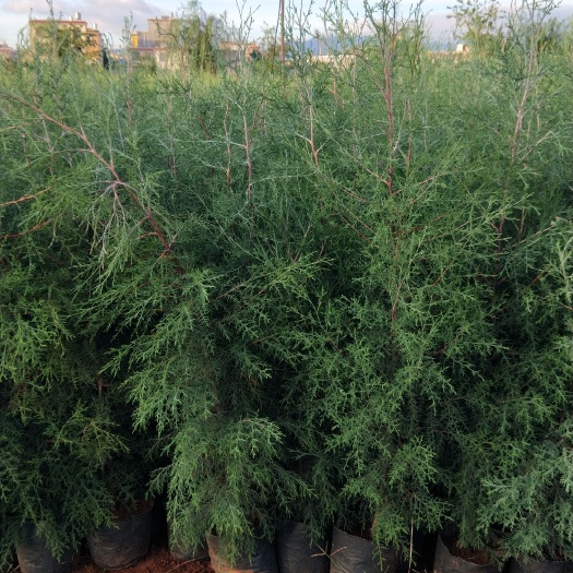 宜良县垂枝圆柏  16袋藏柏和25X28袋圆柏苗大量现货有售