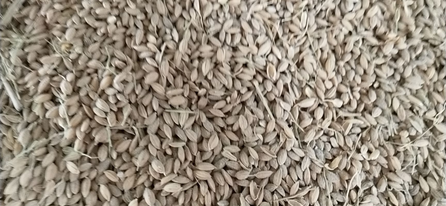 粳稻谷  苏绣867，金耕818，水稻已经上市