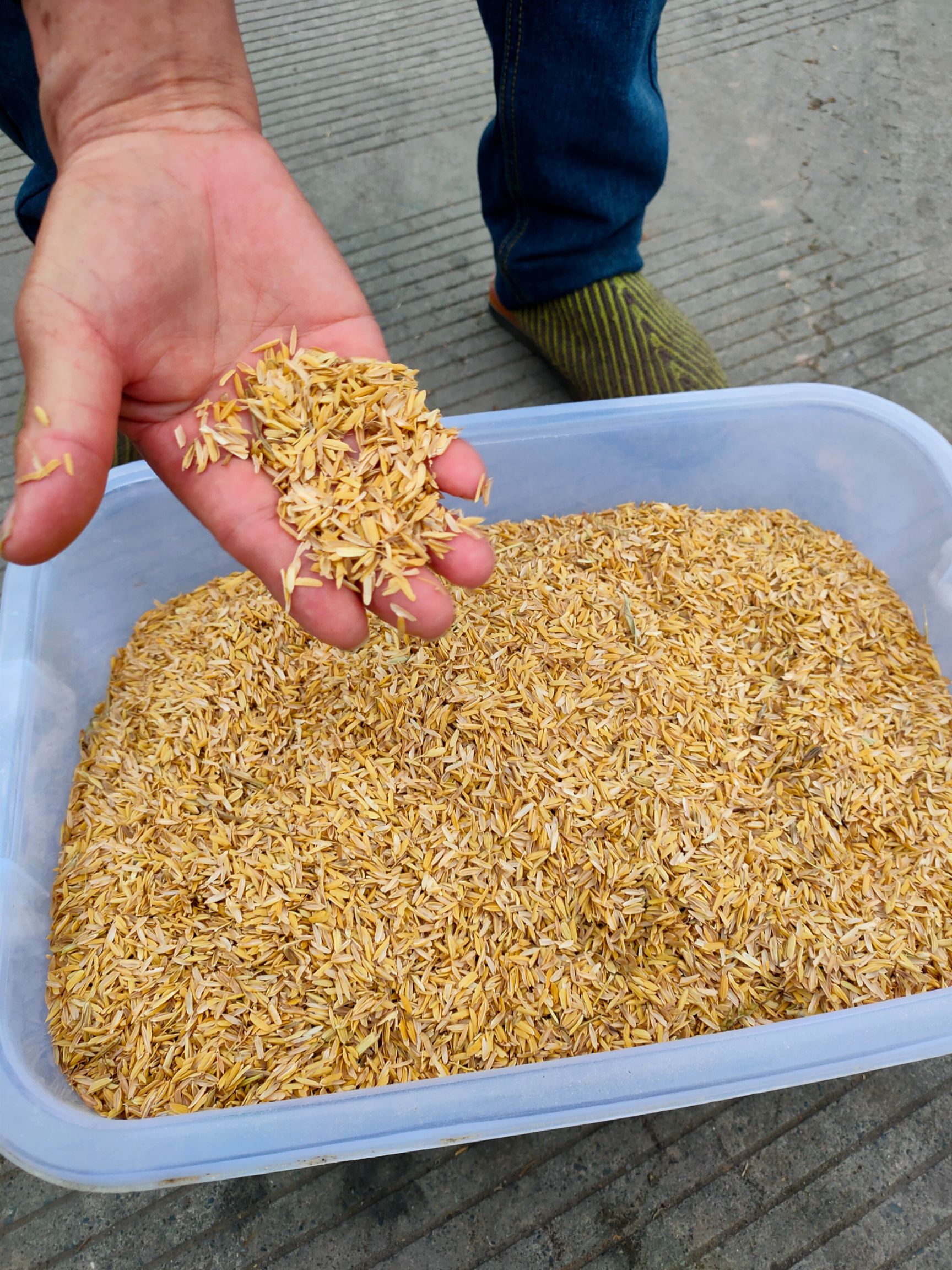 谷壳稻谷壳 稻壳供货商，量大从优。