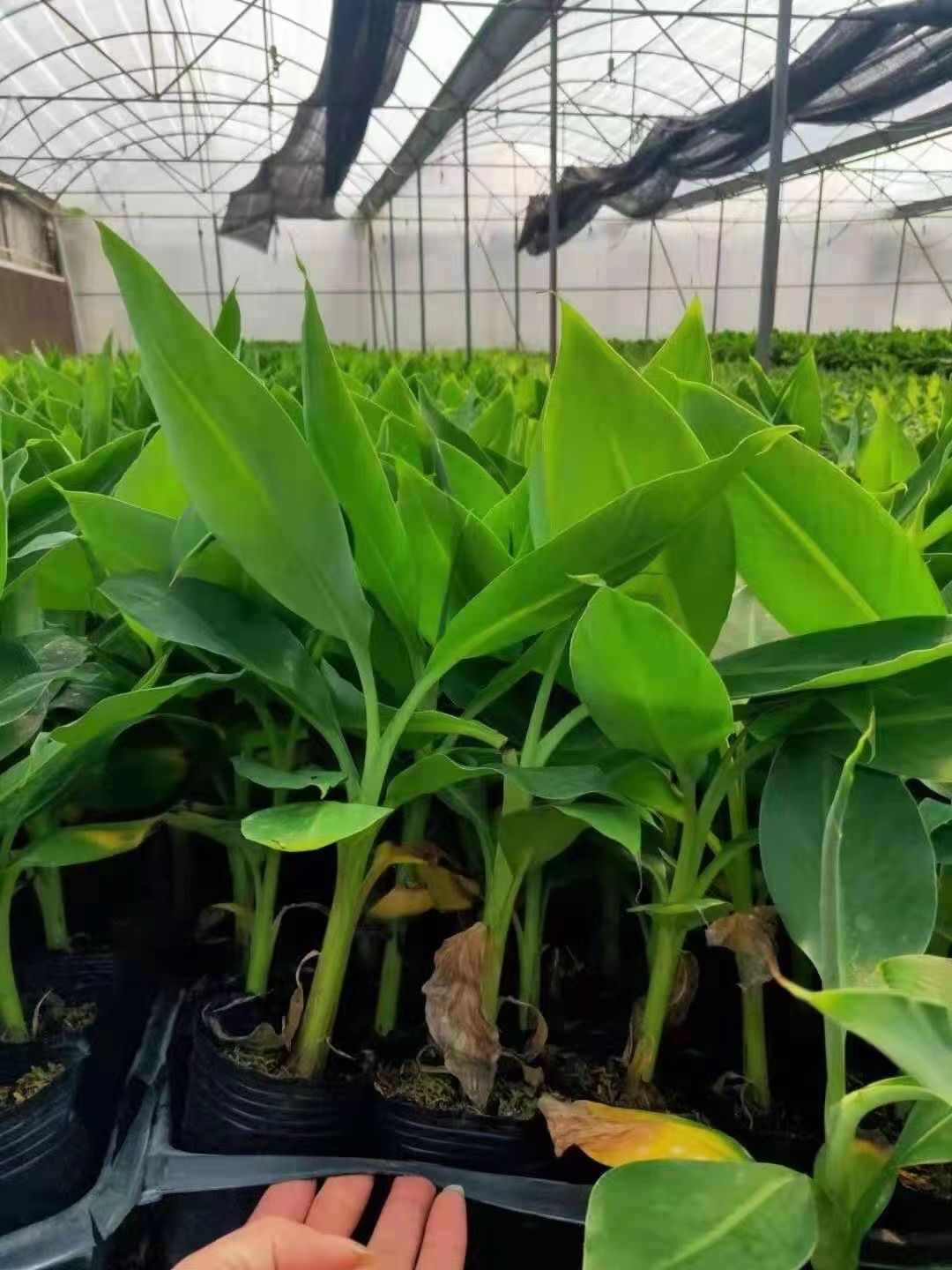 矮粉一号香蕉苗 矮化粉蕉香蕉树苗 芭蕉树小米蕉苗皇帝焦