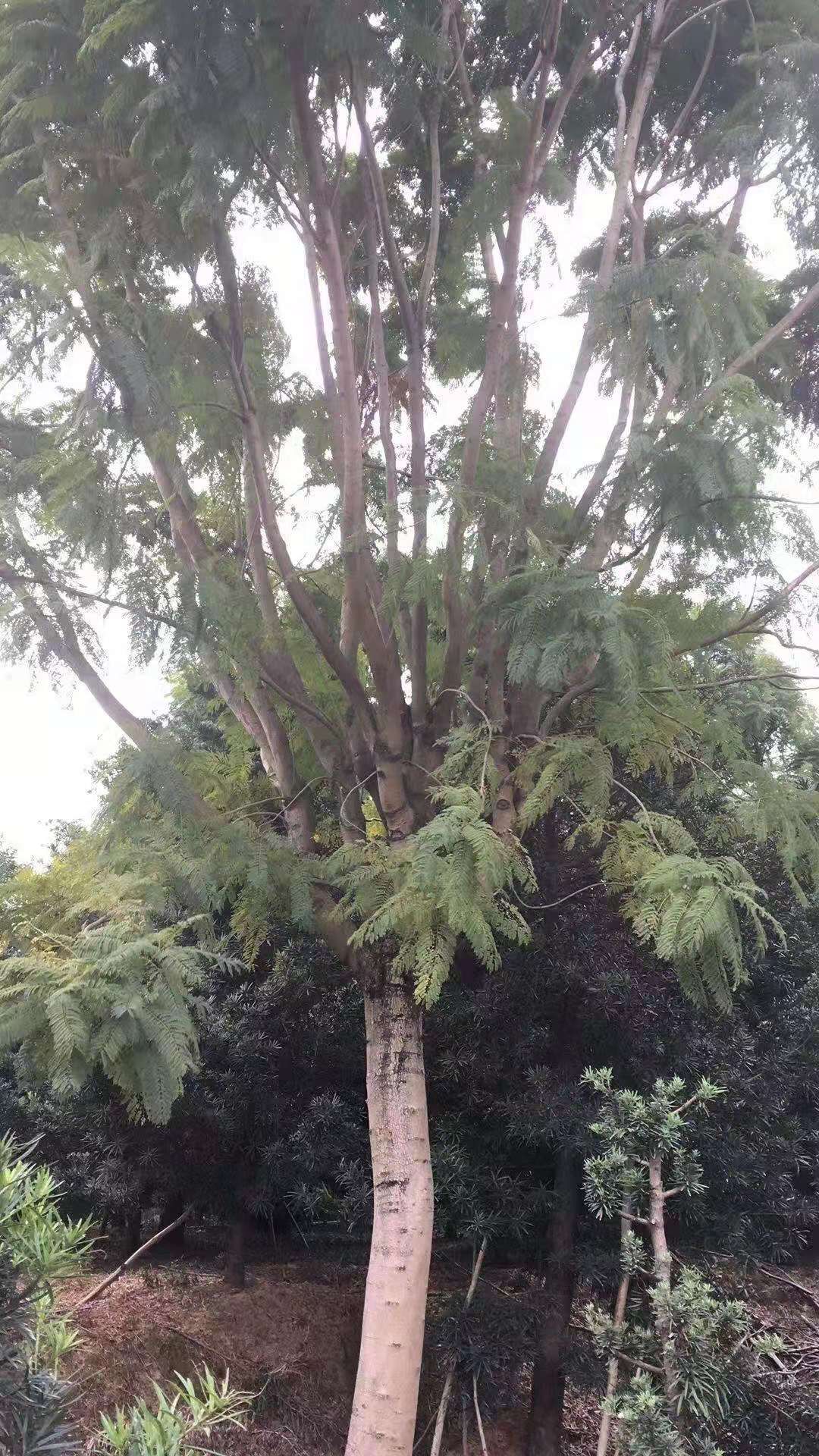 尖叶蓝花楹 蓝花楹