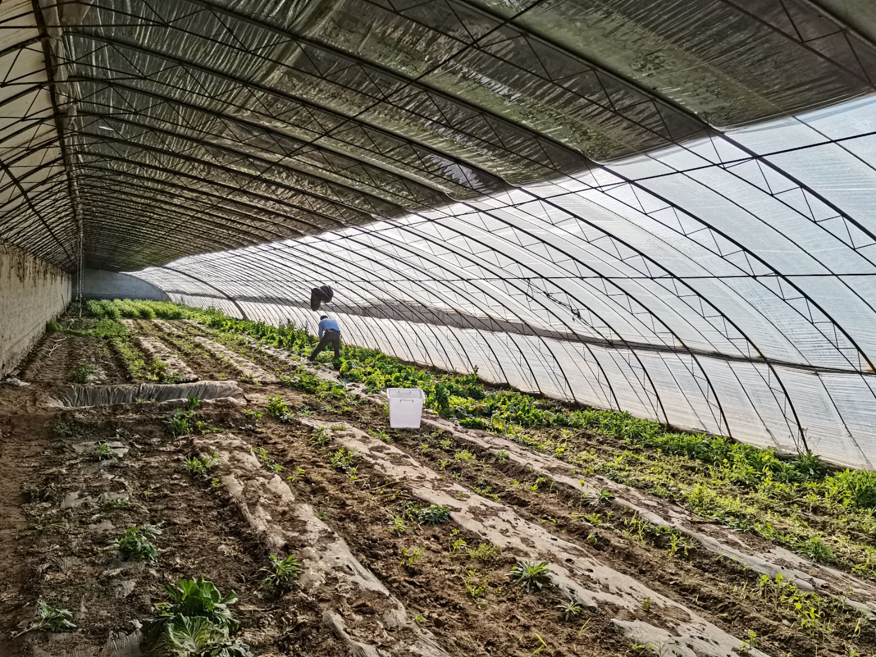 种植大棚 整租南六环五十六亩独立大院，27个温室大棚，配套设施齐全。