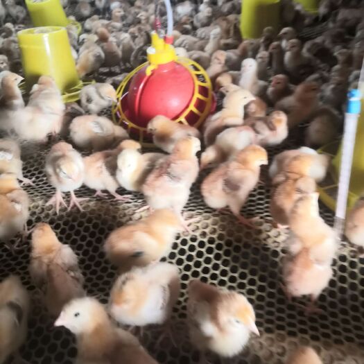 肥东县脱温鸡苗 统货
