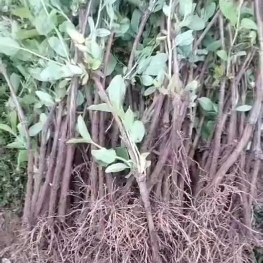 商水县四季金银花苗 金银花苗