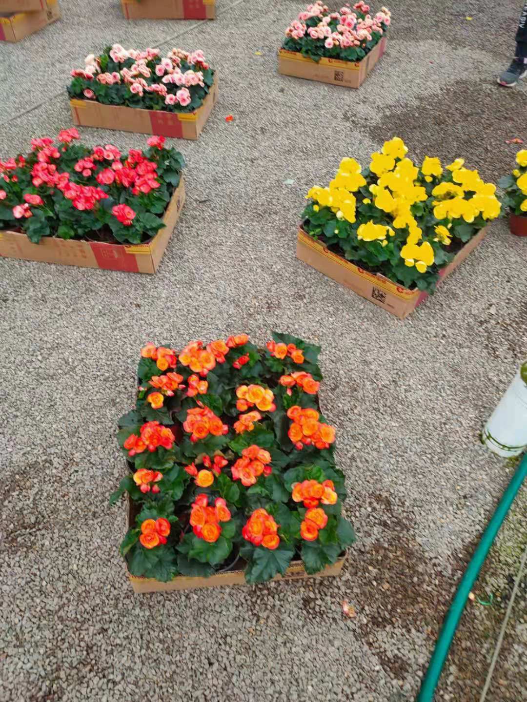 丽格海棠，花草出货量大价格不稳定具体价格拍下后详谈
