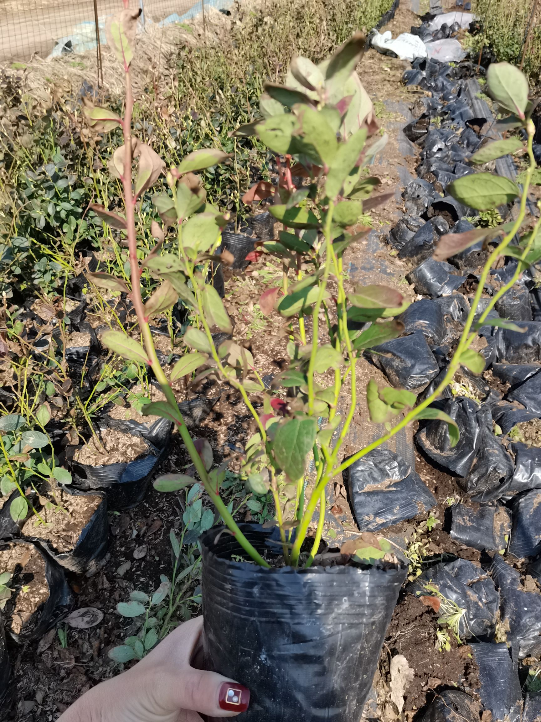 三年杯苗，地栽苗现挖现卖莱克西蓝莓苗