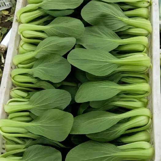曹县精品大棚油菜上海青