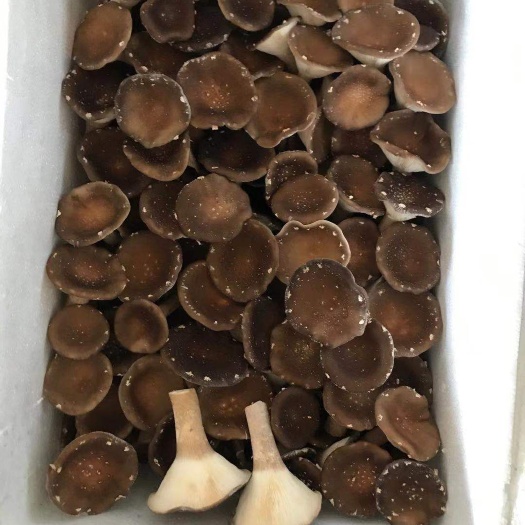 荆门猪肚菇大量批发，量大谈价，长期供应