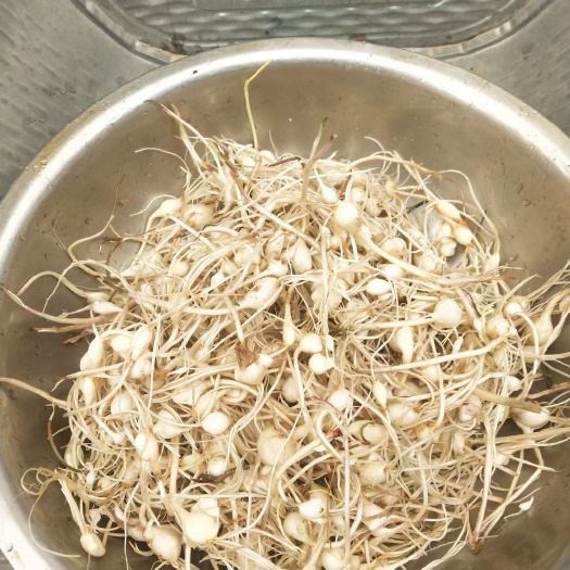 長嶺縣野蒜 小根蒜