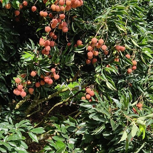 廉江市桂味荔枝  荔枝