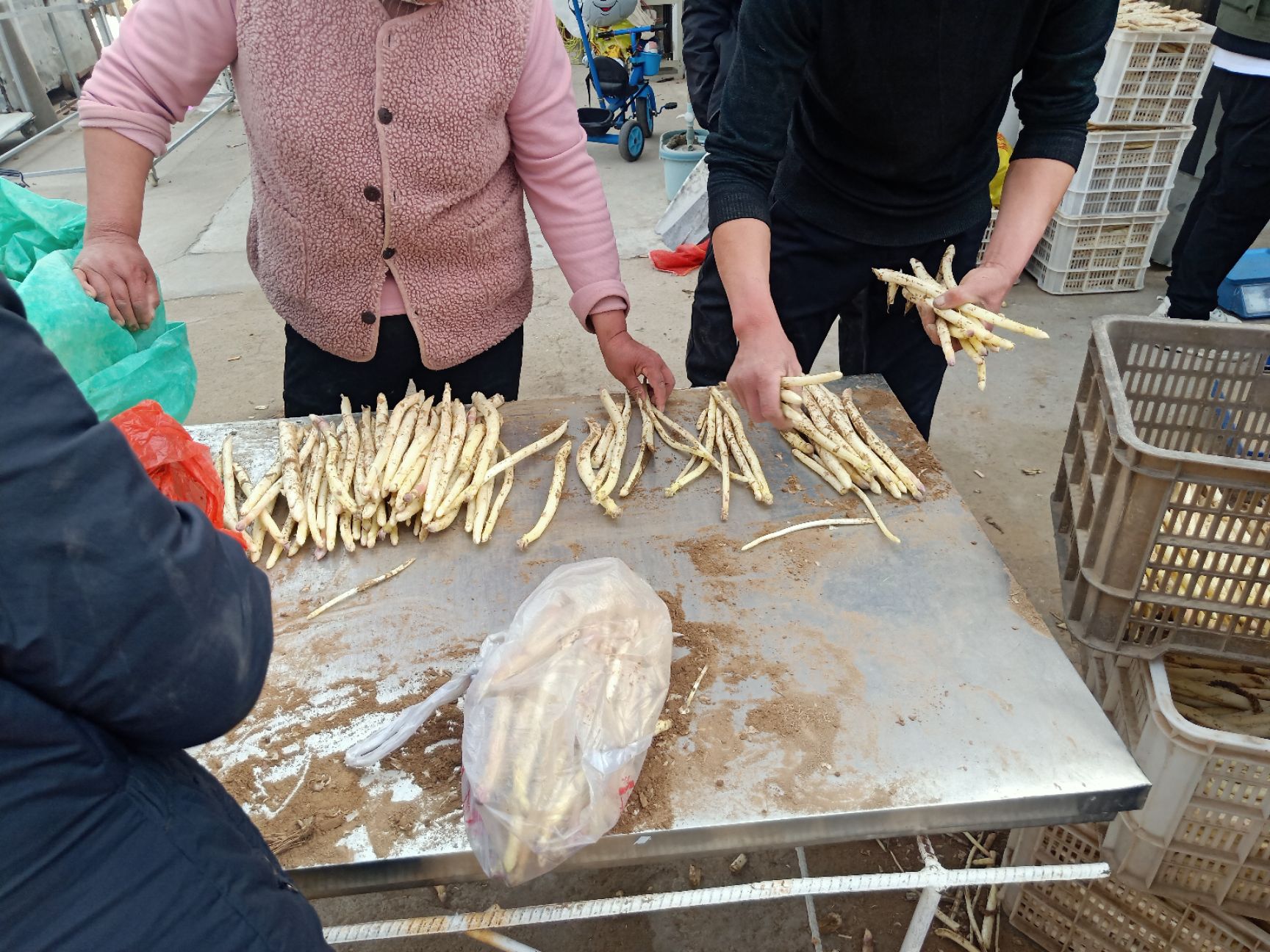 白芦笋抢鲜上市每天现挖芦笋保证新鲜