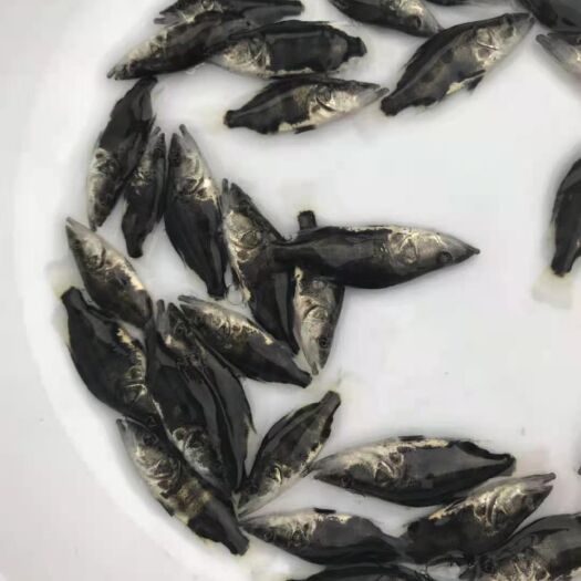 佛山桂鱼苗/翘嘴鳜鱼苗/麦鲮鱼仔/量大从优