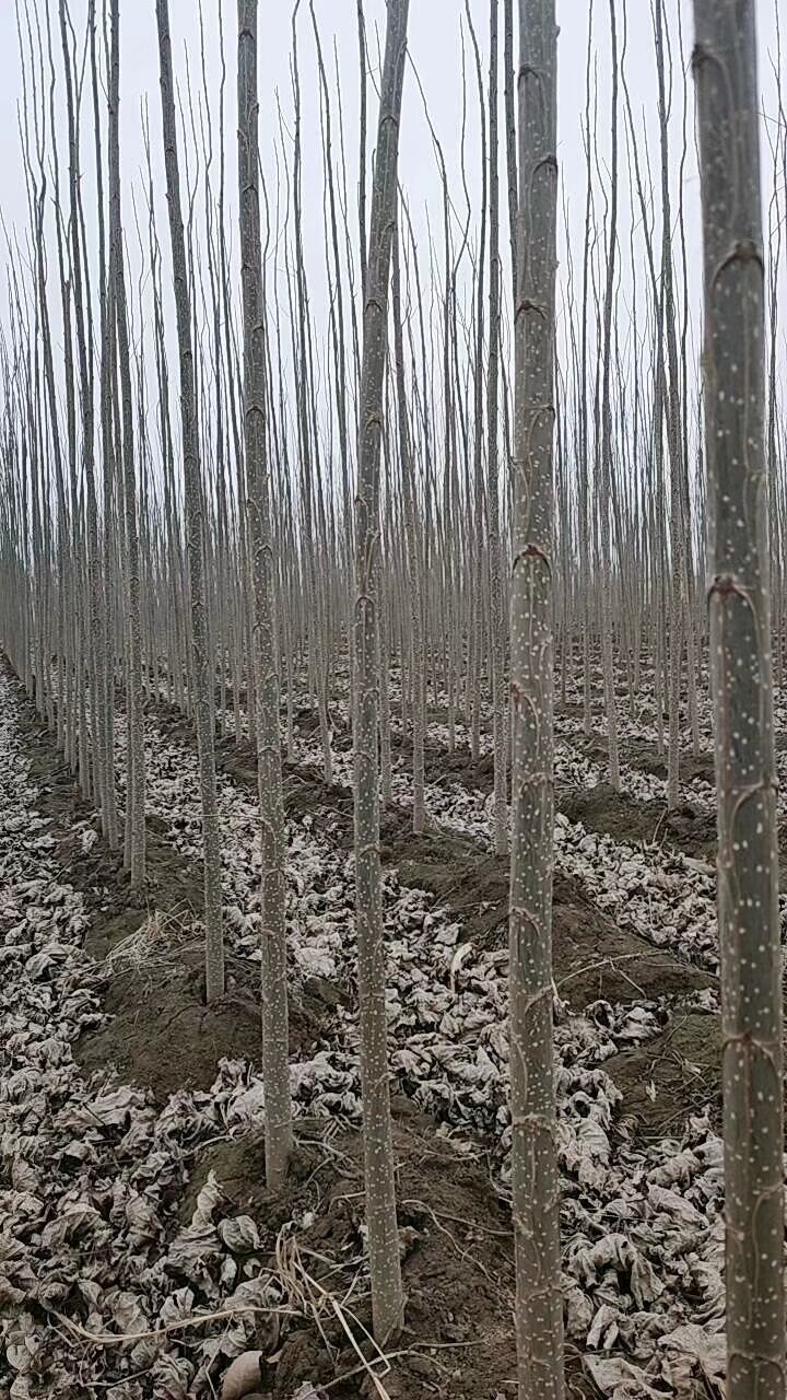 河北杨  河北，杨树苗