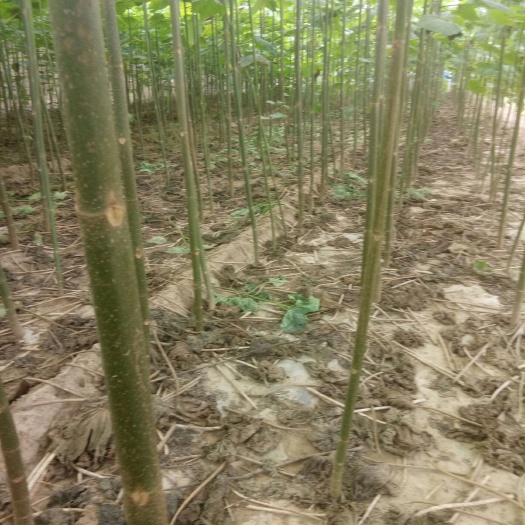 阳谷县梧桐树泡桐树，梧桐根，泡桐根