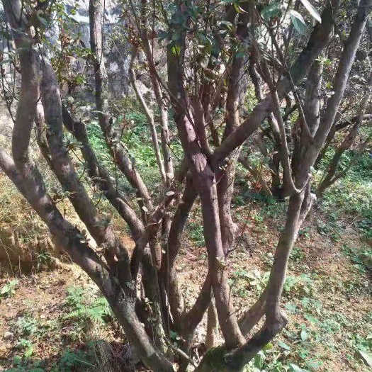 杭州 高山杜鹃红