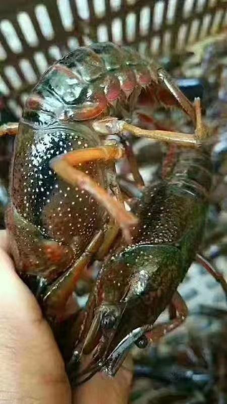  湖北荆州小龙虾