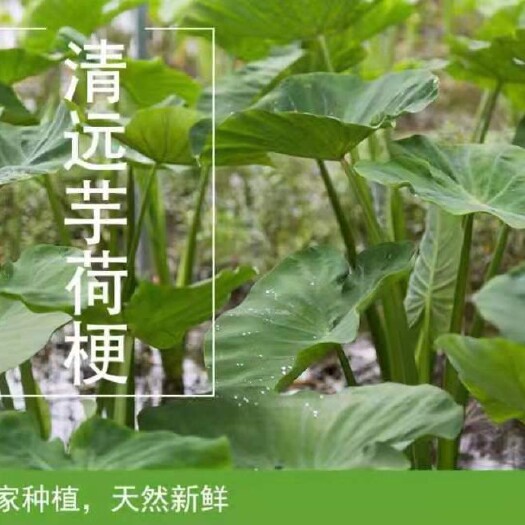 清远芋梗  清远本土种植“水果芋荷”，