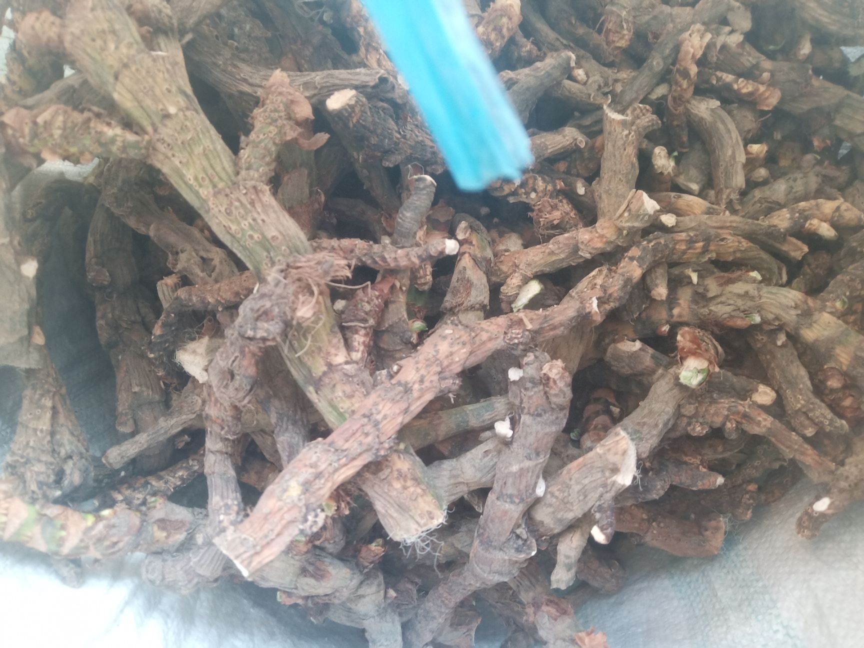 水菖蒲（臭蒲根）新货山东临沂产地直销干净