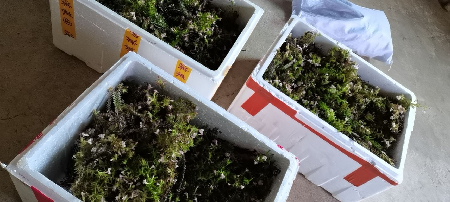  鹿茸草，带土苗，成活率高，