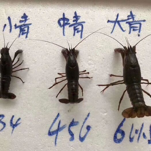 成都 湖北潜江清水小龙虾