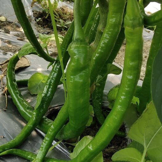 罗定市线椒 基地种植，现摘现卖保正货物新鲜上市，欢迎各大批发商现场参观