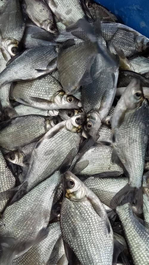 常州供应鳊鱼，鳊鱼产地直购