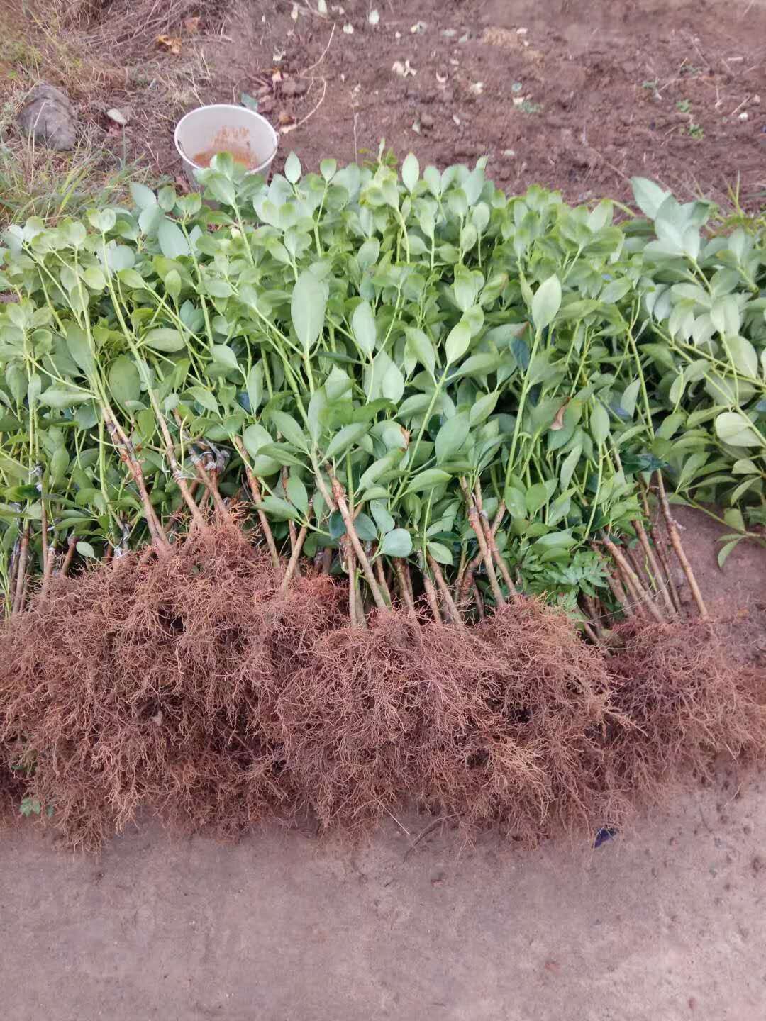 八角树苗 ，大红八角嫁接苗 ，直生苗