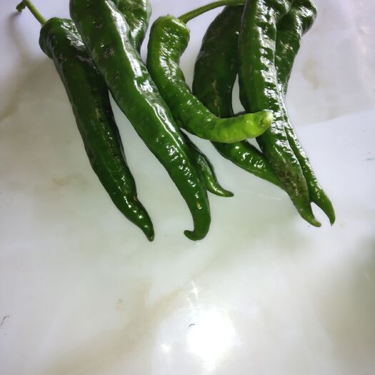 皱皮椒 基地种植，现摘现卖保正货物新鲜上市欢迎各大批发商现场参观订货