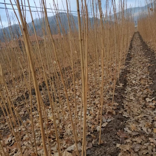 本溪桓仁优质五角枫苗 植株健壮 生态环保 高性价比 苗床培育