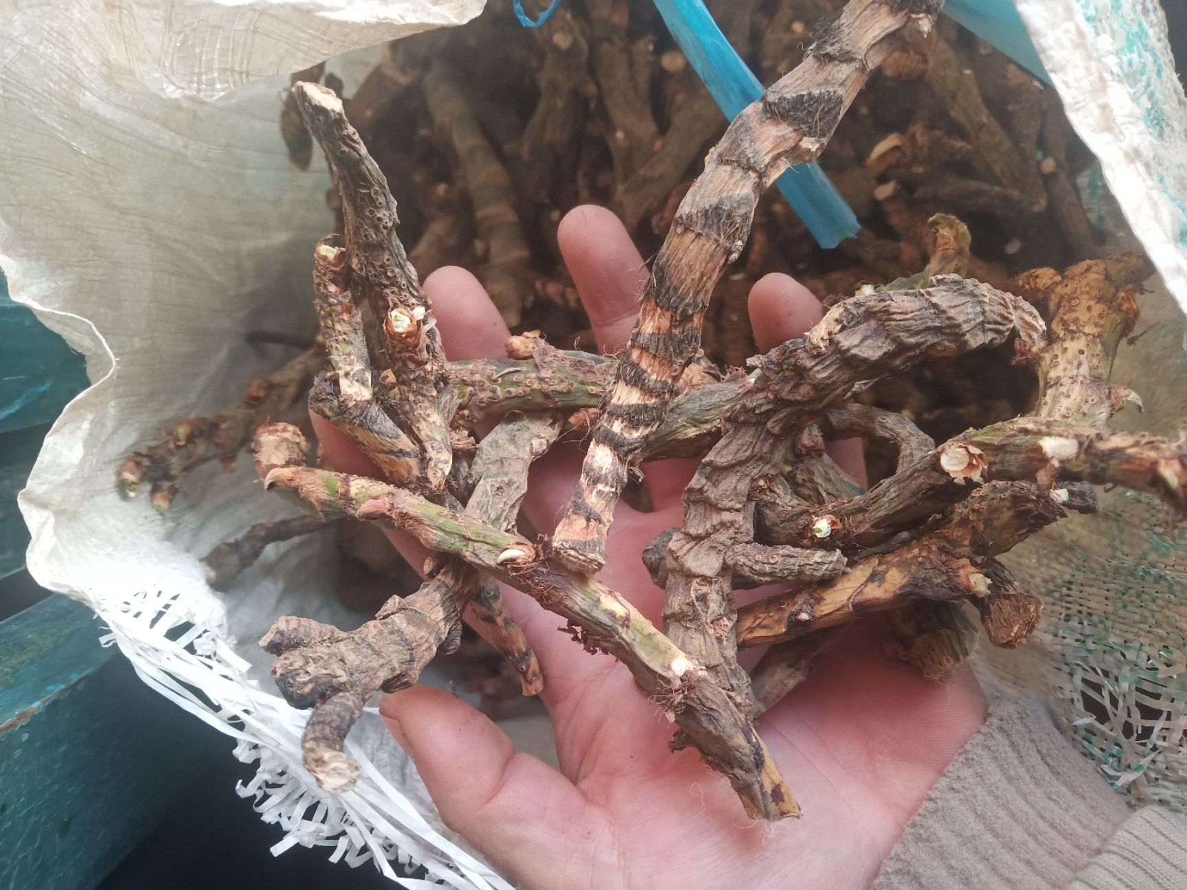 水菖蒲（臭蒲根）新货山东临沂产地直销干净