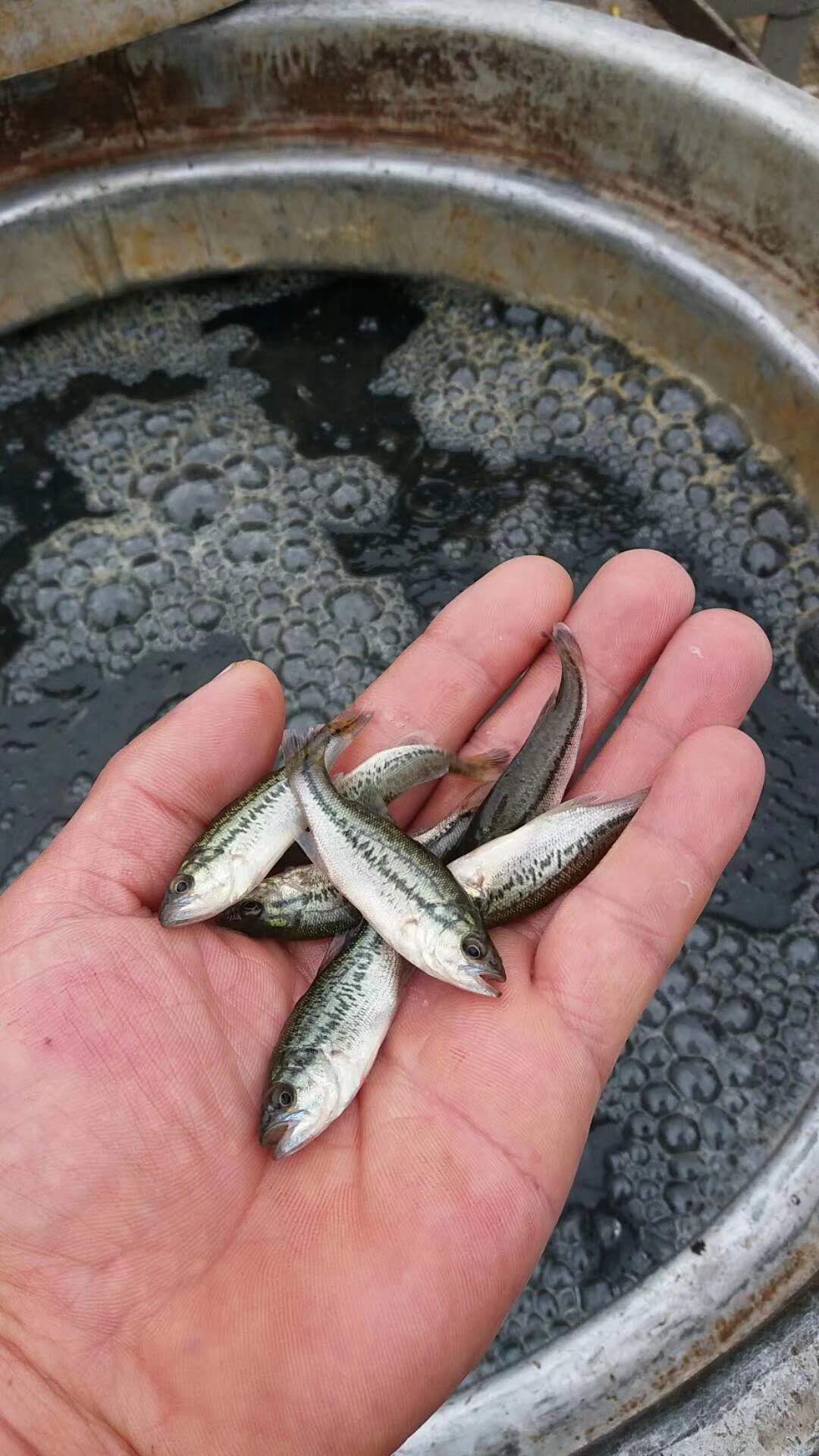 鲤鱼苗  长期出售鱼苗，。