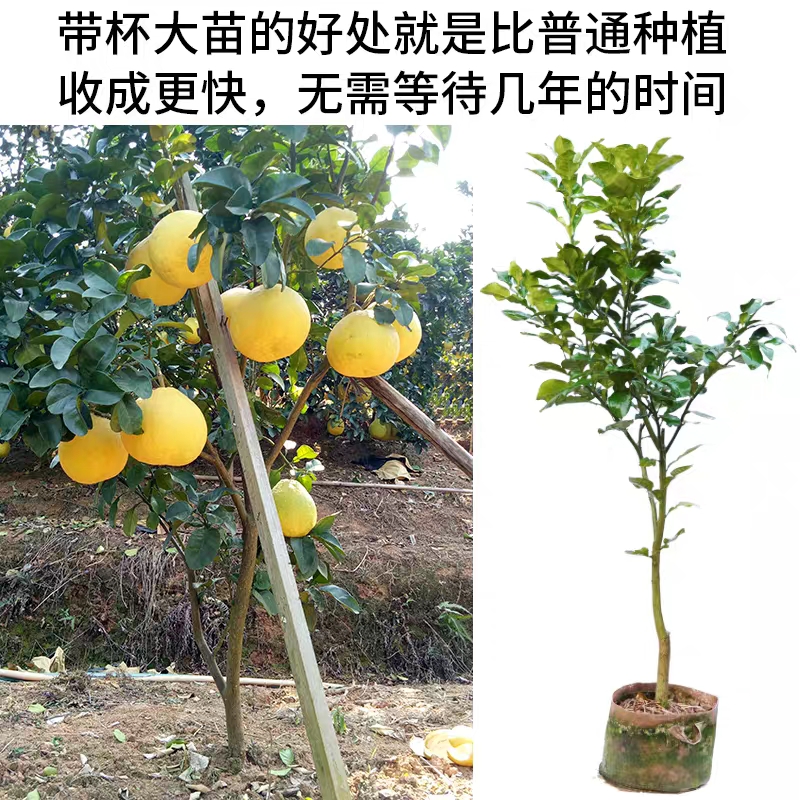 沙田柚子树苗当年结果桂柚树苗白心三红纯甜嫁接蜜柚子苗庭院盆栽