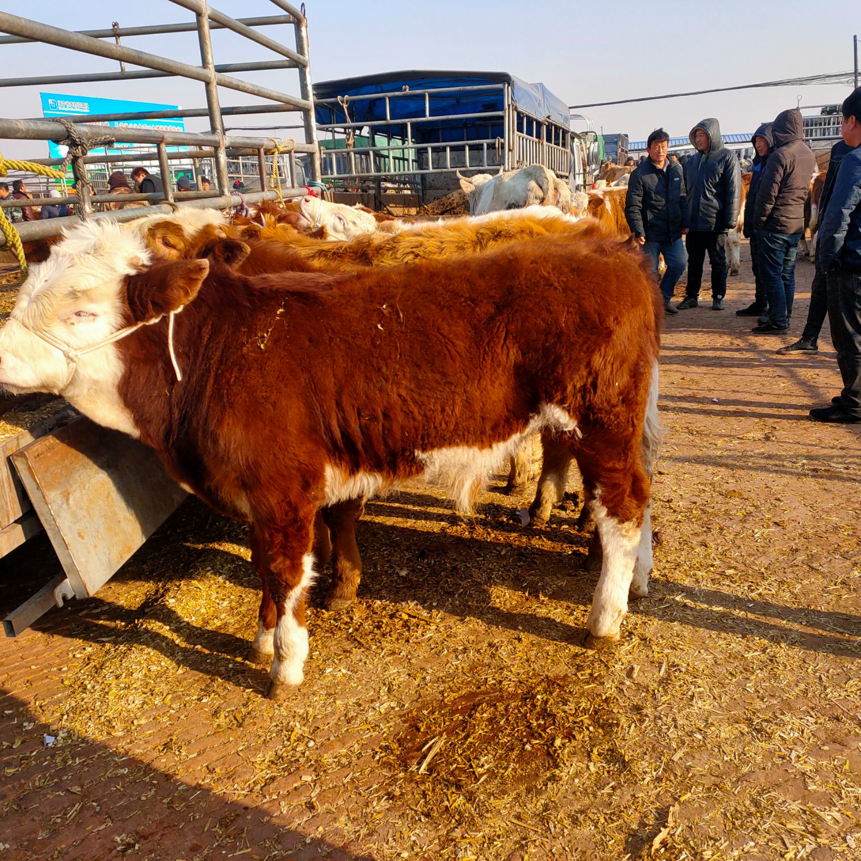 黄牛400-600斤 公牛